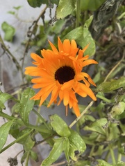 Calendula officinalis