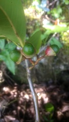 Nectandra