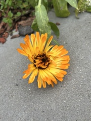 Calendula officinalis