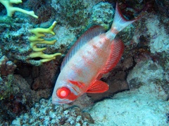 Priacanthus hamrur