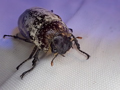 Dermolepida albohirtum