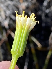 Lamprocephalus montanus