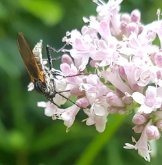 Empis tessellata