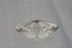 Lomographa temerata