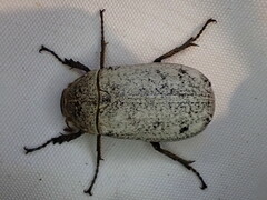 Dermolepida albohirtum