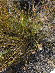 Lamprocephalus montanus