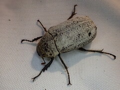 Dermolepida albohirtum