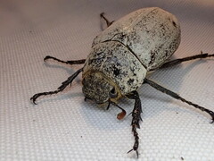 Dermolepida albohirtum