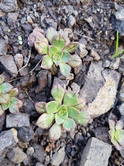 Aeonium