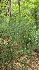 Prostanthera linearis