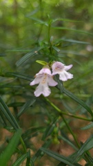 Prostanthera linearis