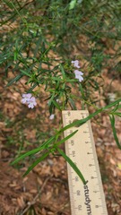 Prostanthera linearis