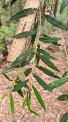 Asterolasia correifolia