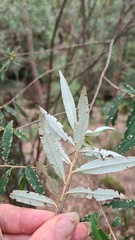 Asterolasia correifolia