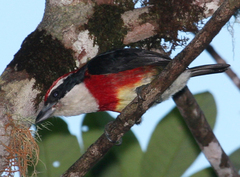 Sira Barbet photo 1