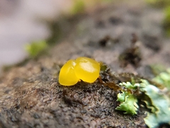 Dacrymyces capitatus