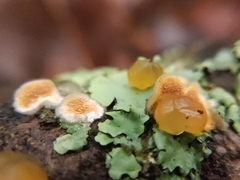 Dacrymyces capitatus