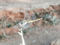 Trithemis kirbyi