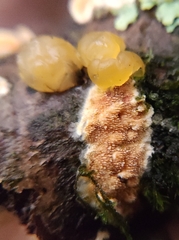 Dacrymyces capitatus