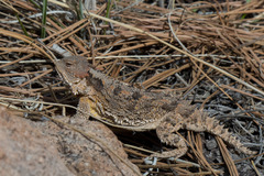 Phrynosoma hernandesi