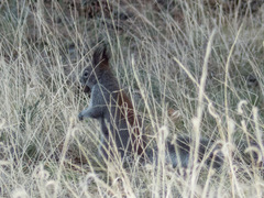 Sciurus aberti