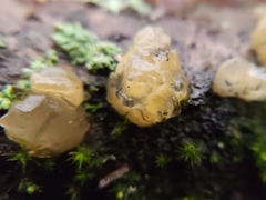 Dacrymyces capitatus