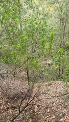 Styphelia setigera