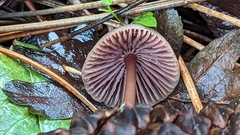 Mycena seynii
