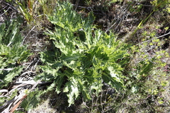 Lichtensteinia lacera