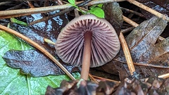 Mycena seynii