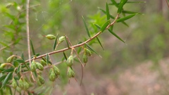 Styphelia setigera