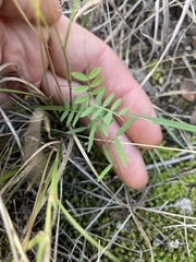 Vicia ludoviciana
