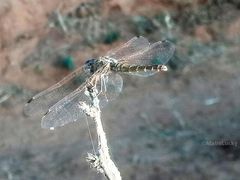 Trithemis kirbyi