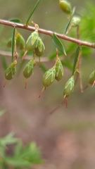 Styphelia setigera
