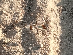 Brachythemis impartita