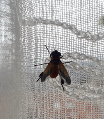 Galactomyia