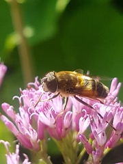 Eristalis similis