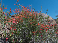 Justicia californica