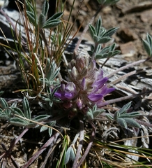 Lupinus lepidus utahensis