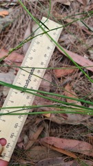 Thysanotus tuberosus