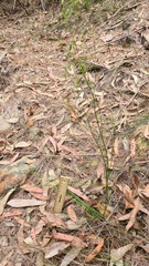 Thysanotus tuberosus