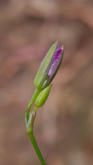 Thysanotus tuberosus
