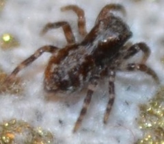 Pseudeuophrys lanigera