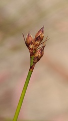 Tricostularia pauciflora