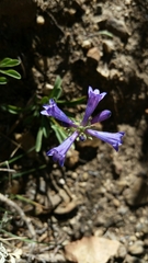 Penstemon heterodoxus heterodoxus