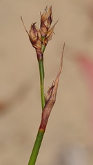 Tricostularia pauciflora