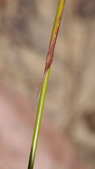 Tricostularia pauciflora