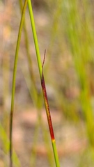 Tricostularia pauciflora