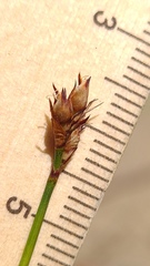 Tricostularia pauciflora