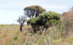 Mimetes fimbriifolius